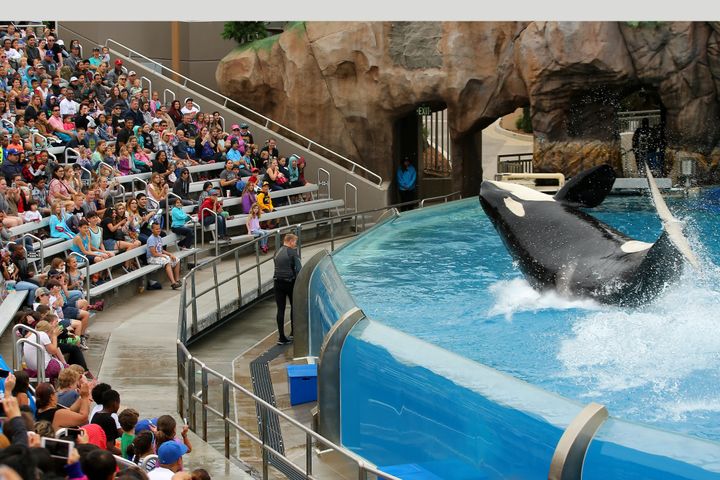 A killer whale performs for spectators at SeaWorld San Diego back in May.