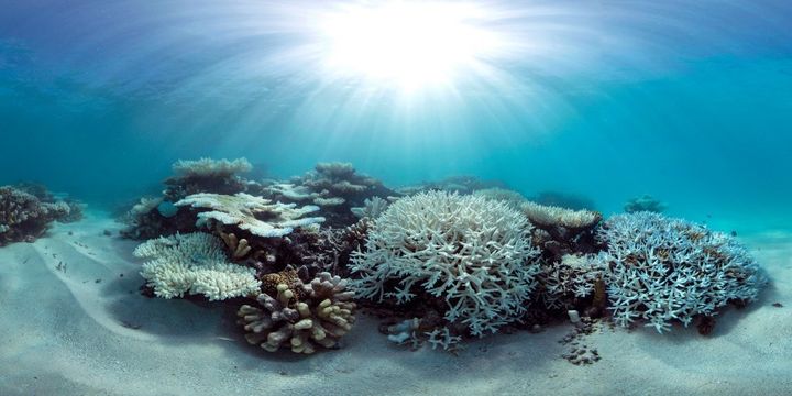 Coral bleaching in the Maldives