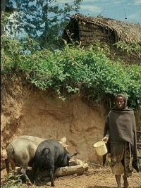 Cysticercosis occurs in rural areas of developing countries