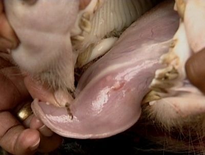 Pig traders can check the tongues of pigs to look for Taenia solium cysts before purchase