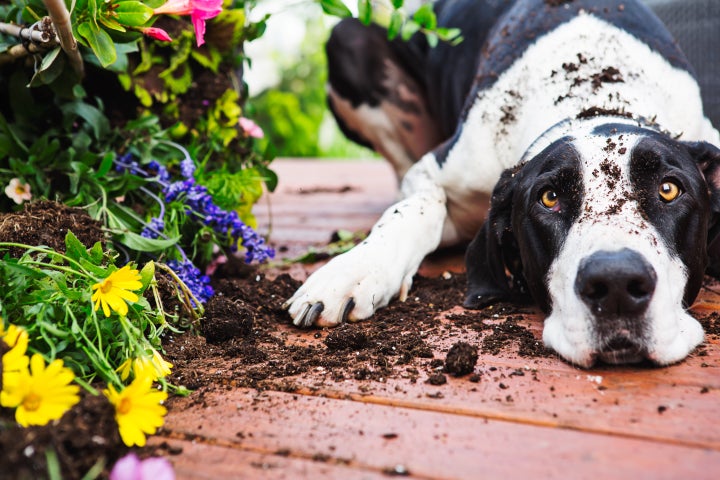 A little-known New York City rule prohibits commercially boarding dogs without a license. However, it's perfectly legal to visit someone's home to care for their pets. 