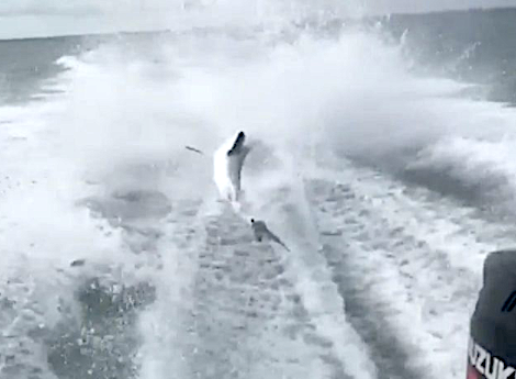 Video of a speeding boat violently dragging a shark went viral on Monday. Now, conservation officials have launched an investigation to see if any laws were broken.