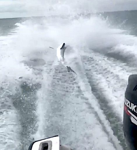 Video of a speeding boat violently dragging a shark went viral on Monday. Now, conservation officials have launched an investigation to see if any laws were broken.