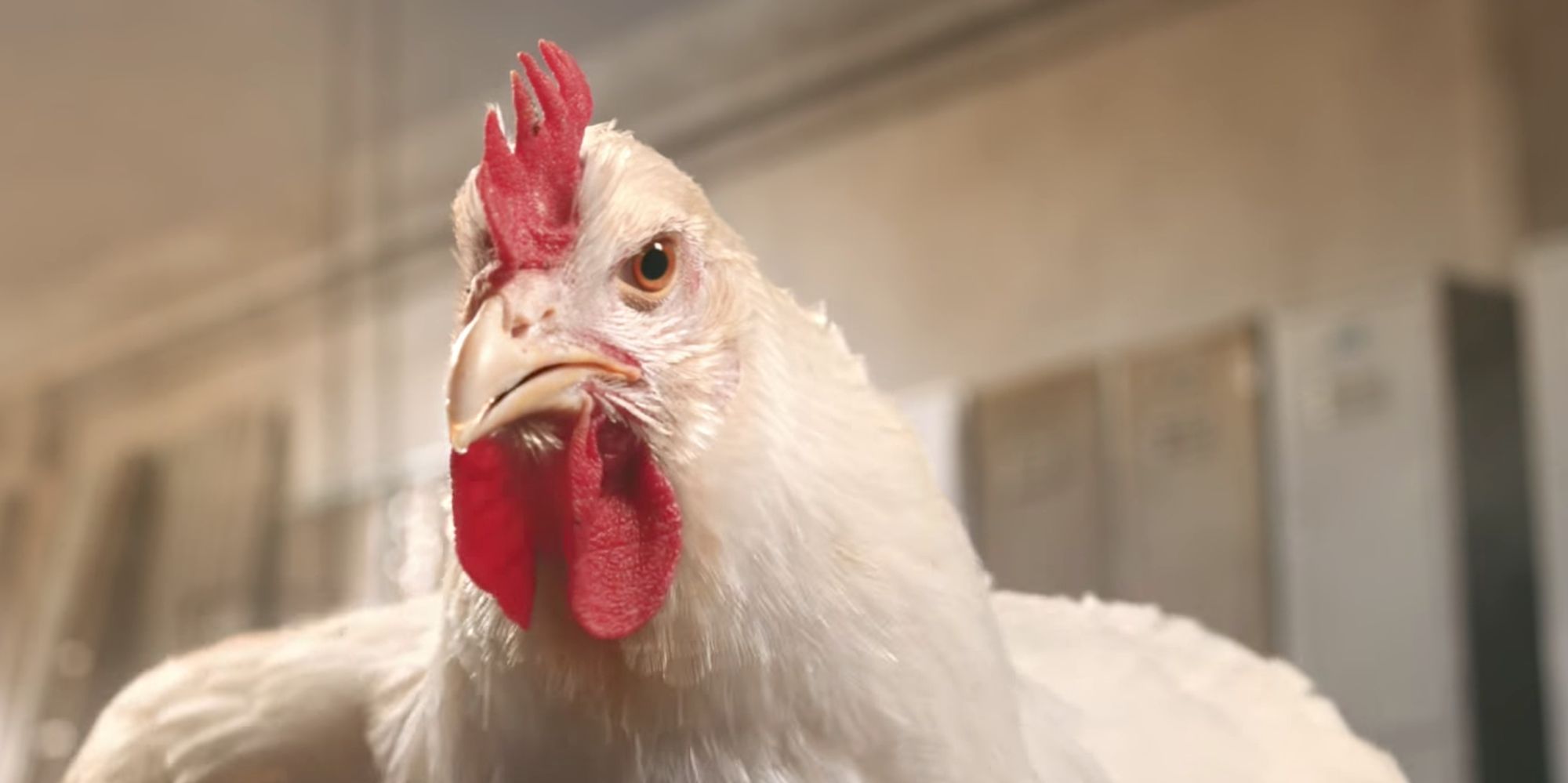 Kfcs Whole Chicken Advert Using Live Chickens Branded Disgusting 5019