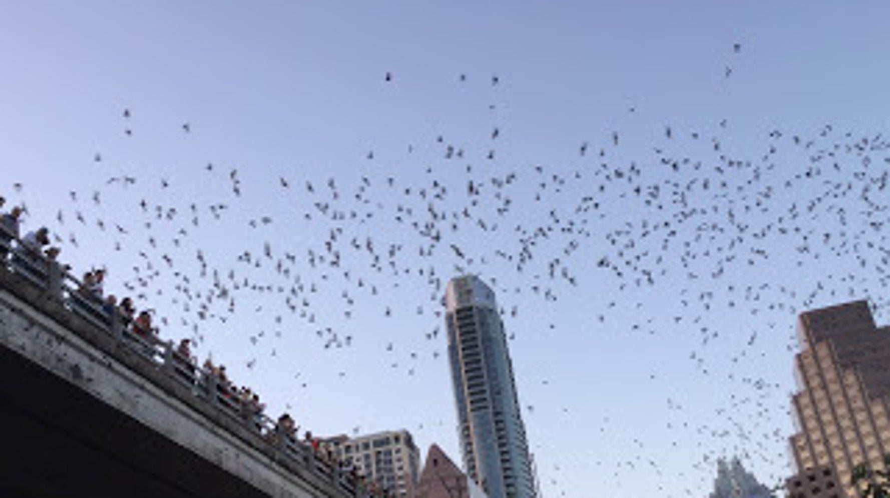 Austin Journal The Bat Cave HuffPost Contributor