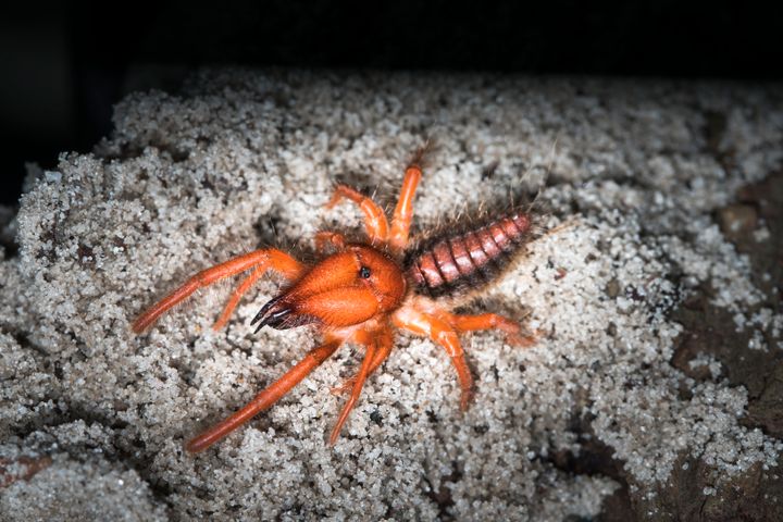 Camel spiders are generally found in warm and arid habitats.