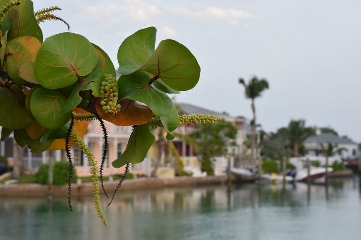 <p>Sea Grapes at the lagoon</p>
