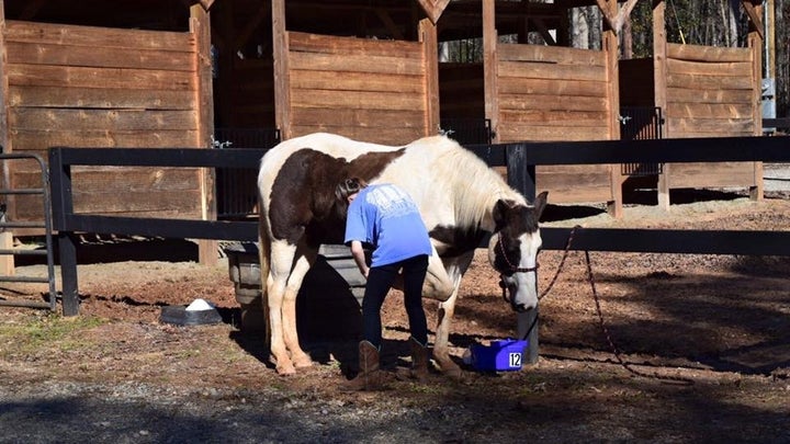 A Warrior Outreach volunteer tends to a horse on the ranch.