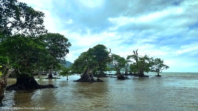 Mangroves in Upolu.