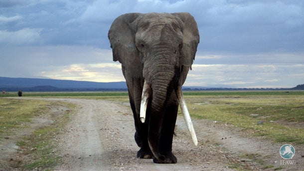 <p>An African elephant roams Amboseli National Park in Kenya.</p>