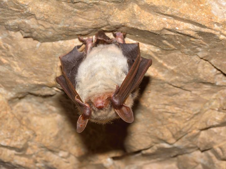 A greater mouse-eared bat (Myotis myotis).