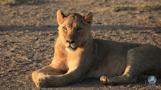 <p>A lion lounges in Amboseli National Park, Kenya. </p>