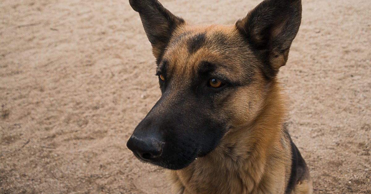 German Shepherds Are Dying Of Painful Conditions Caused By Selective