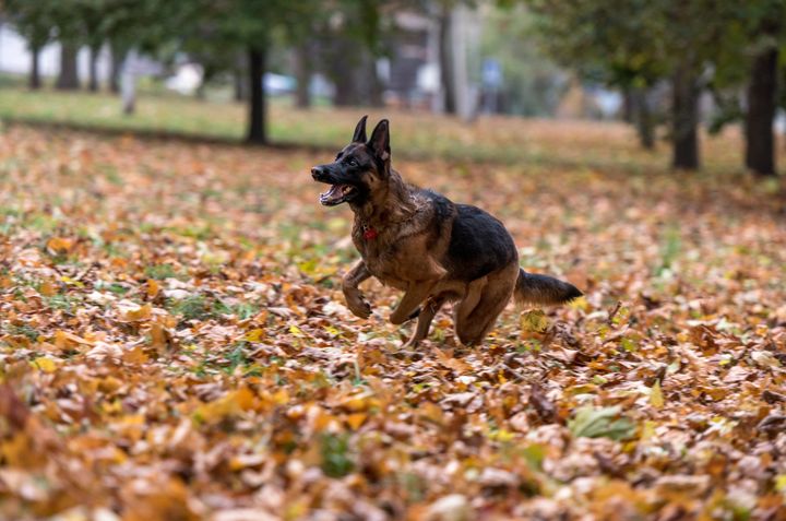 German Shepherds are suffering from a host of conditions due to selective breeding (file picture)