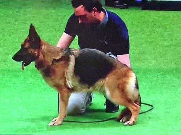 Last year at Crufts a German Shepherd with a back so abnormally sloped it seemed to impede the movement of her hind legs, won 'Best of Breed' 