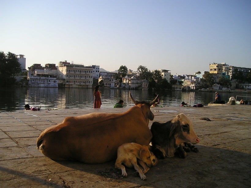 Cows have traditionally been given respect in Hinduism and in India, but a recent spate of violence related to cattle has spa