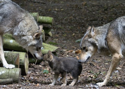 gray wolf pups with parents