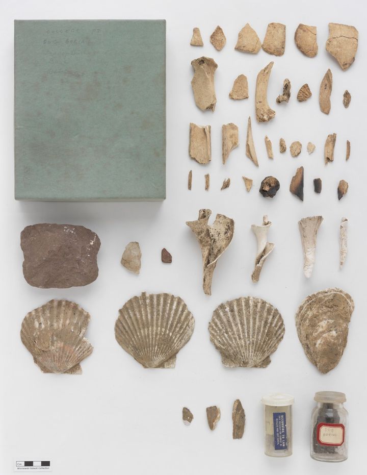 <p> <em>Whelk, scallop and oyster shells unearthed at the College Point, Queens, prehistoric site. A stone net weight is at left. This site indicates the rich coastal food resources available to the earliest New York women. </em></p>
