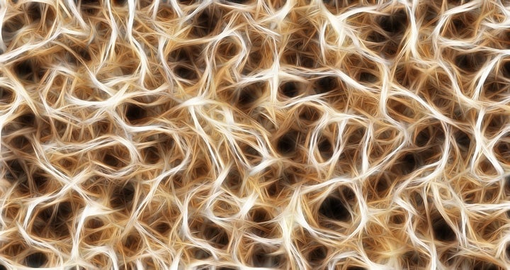 <p>Nerves</p>