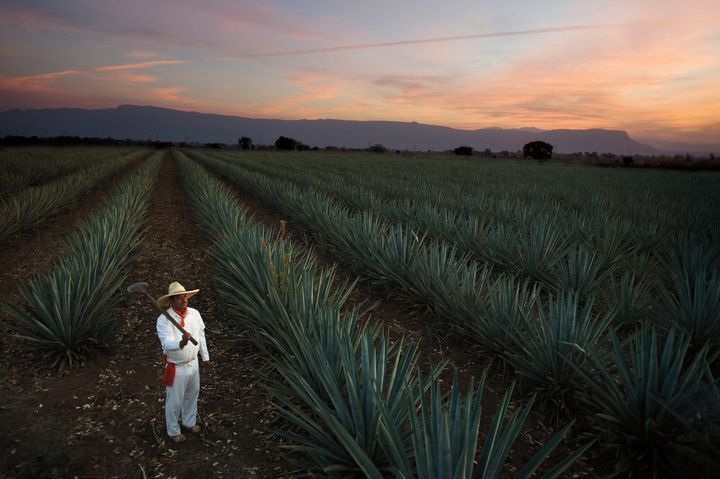 One of Casa Sauza’s agave fields in Jalisco.