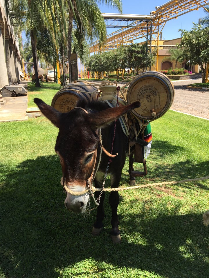 Paco, Herradura’s tequila carrying donkey. 