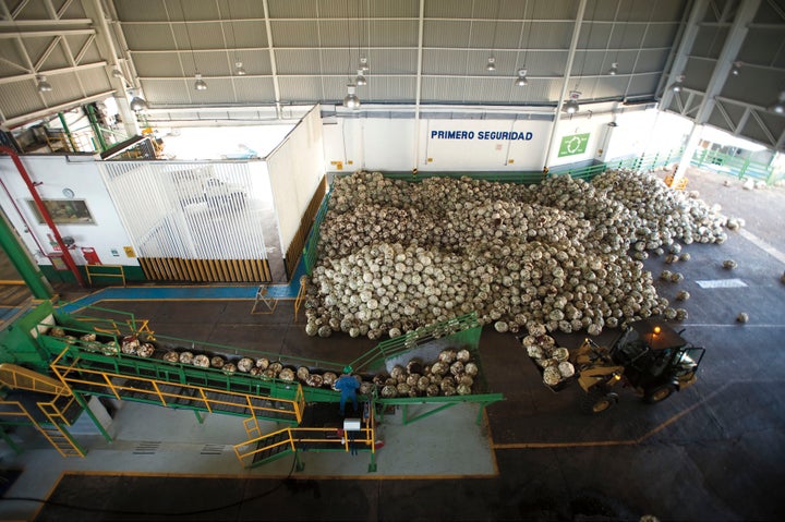 <p>Piñas being fed into a shredder at the Sauza distillery. </p>