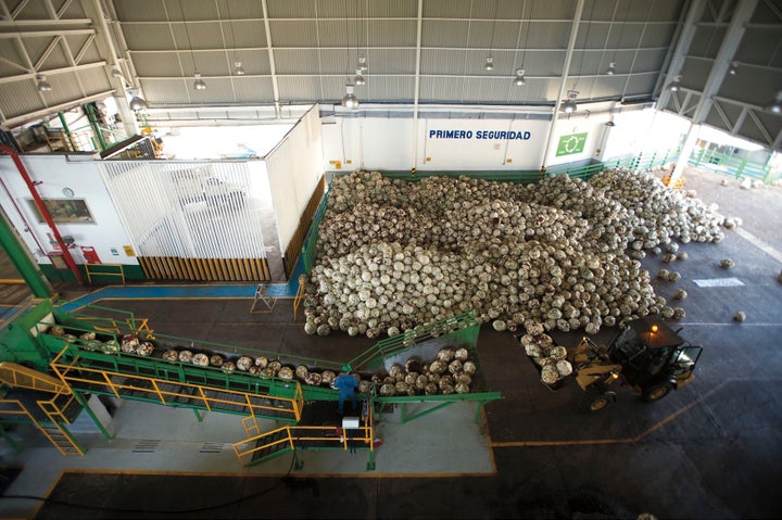 Piñas being fed into a shredder at the Sauza distillery. 