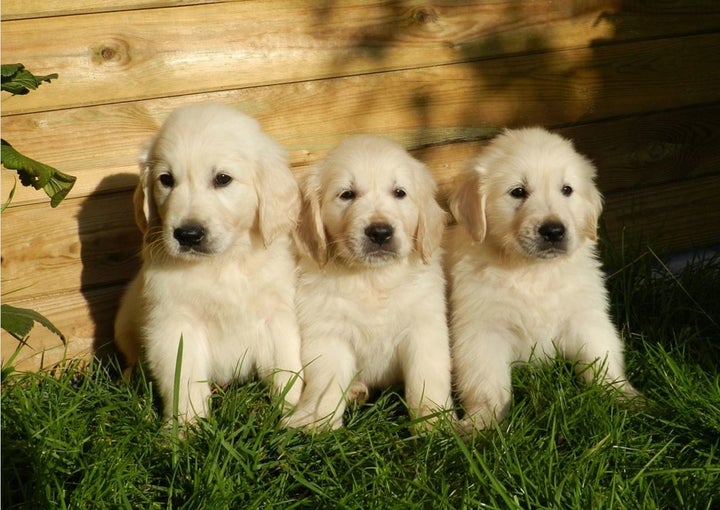 <p>Not everyone can be puppy lovers, but we can be kind to each other.</p>