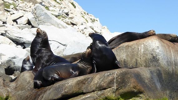 Sea lions frolic on the rocks of Espiritu Santo.
