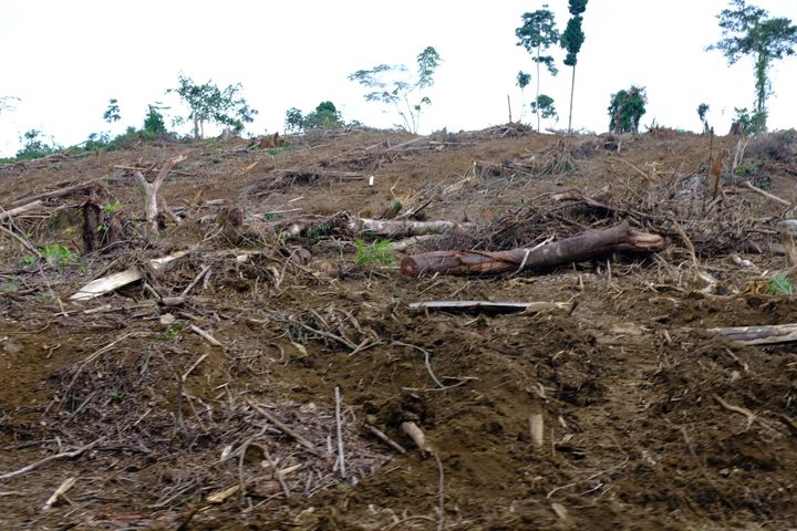 Deforestation in Cameroon
