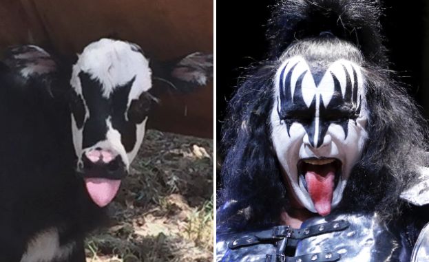 How about a little moosic? This newborn cow bears a striking resemblance to KISS singer Gene Simmons.