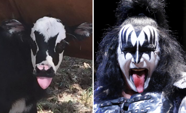 How about a little moosic? This newborn cow bears a striking resemblance to KISS singer Gene Simmons.