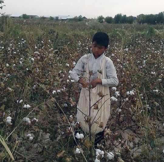 13-year-old boy picking cotton in a World Bank project area, Ellikkala, Karakalpakstan, under orders from his school during the 2016 harvest. In Ellikkala, officials from at least two schools ordered 13 and 14-year-old children to pick cotton after school. 