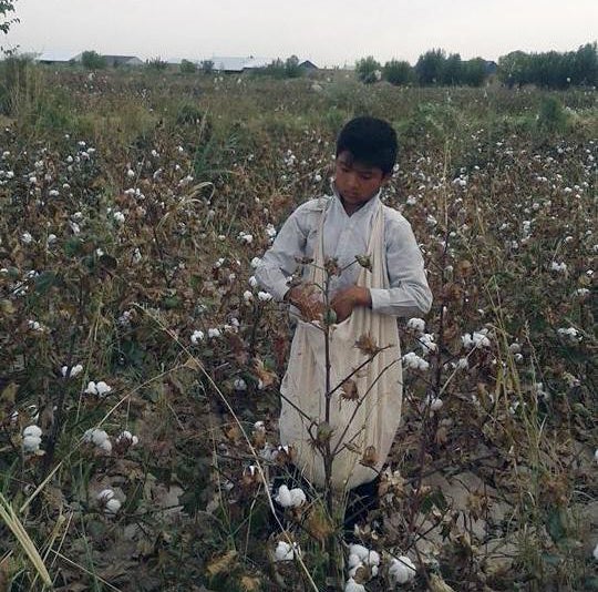 <p>13-year-old boy picking cotton in a World Bank project area, Ellikkala, Karakalpakstan, under orders from his school during the 2016 harvest. In Ellikkala, officials from at least two schools ordered 13 and 14-year-old children to pick cotton after school. </p>