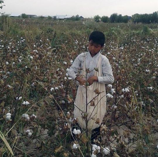 13-year-old boy picking cotton in a World Bank project area, Ellikkala, Karakalpakstan, under orders from his school during the 2016 harvest. In Ellikkala, officials from at least two schools ordered 13 and 14-year-old children to pick cotton after school. 