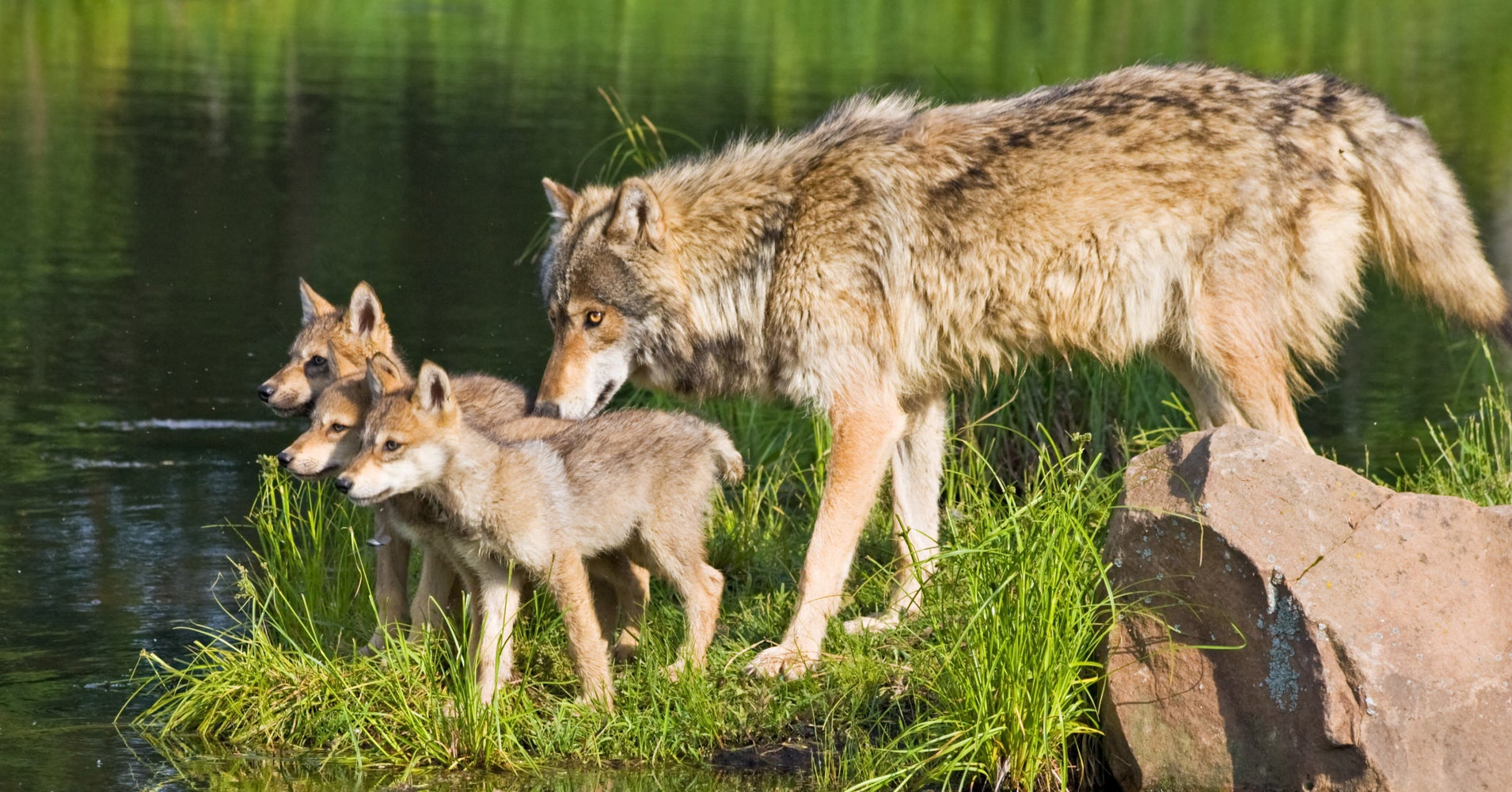 Great Lakes Wolves To Remain On Endangered Species List, Court Rules