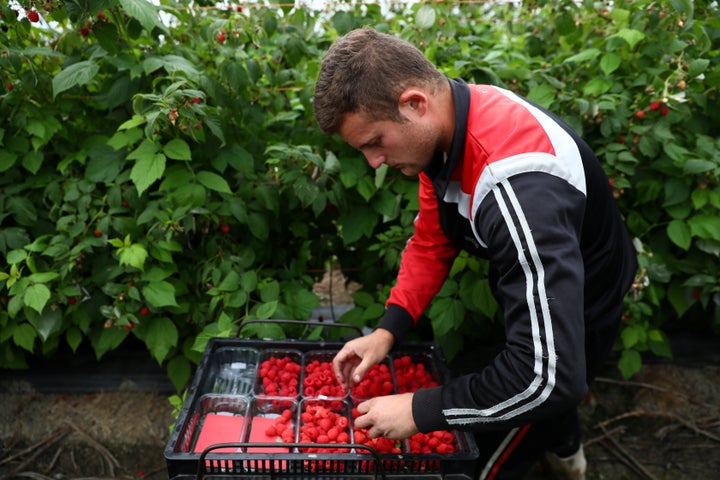 <strong>Thousands of EU-born workers travel to Britain to undertake seasonal farm work, but Brexit is already having a detrimental effect on recruitment</strong>