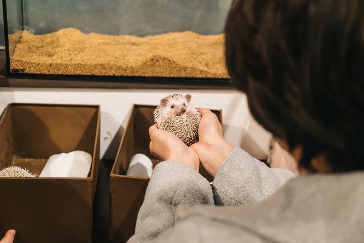See what it feels like to hold a hedgehog at the Hedgehog Cafe in Japan
