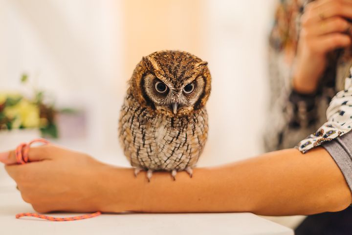 Learn how to pet and hold owls at the Owl Cafe in Japan