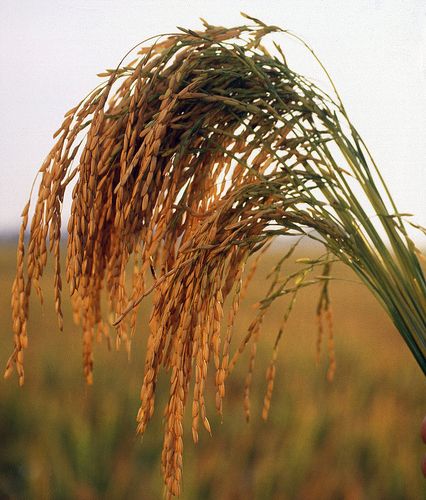  Long grain rice. Image: Flickr, Keith Weller, U.S. Department of Agriculture 