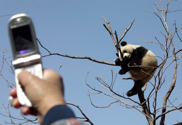 <p>“I’m going with tree orca.”</p>
