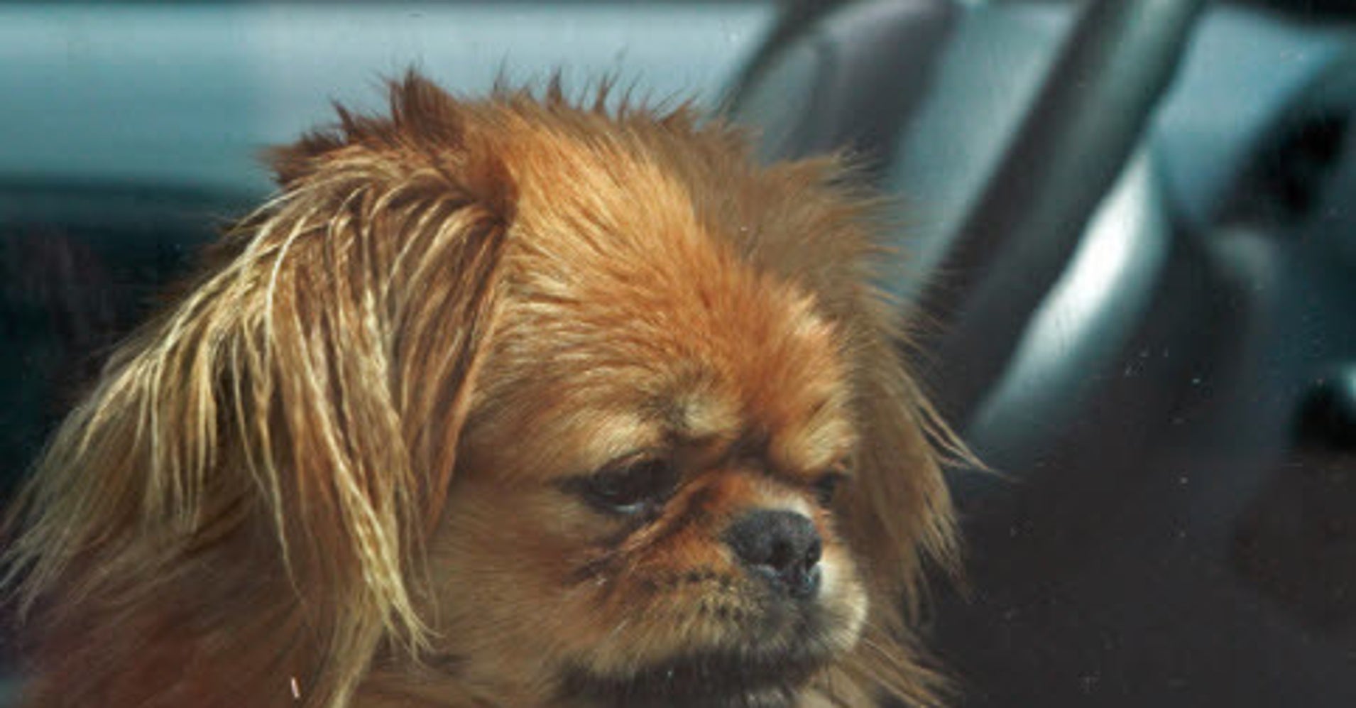 Pets Left In Hot Cars Is Everyone's Problem HuffPost