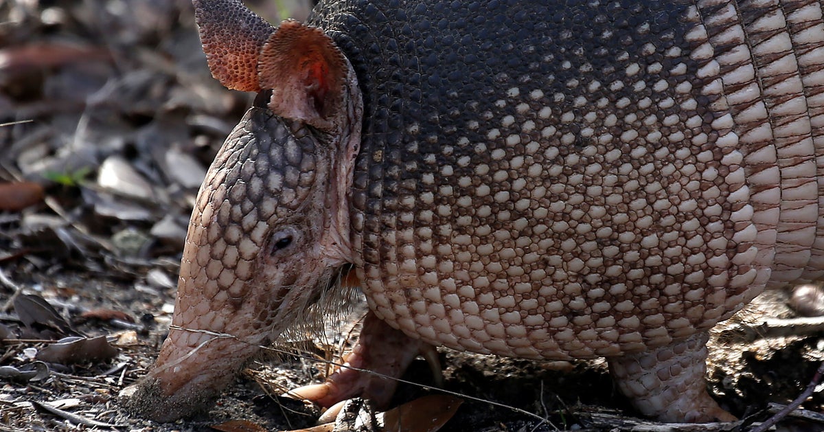 Трехпоясный броненосец. Армадилло броненосец. Броненосец северной америки. Щит броненосца. Трехпоясный броненосец.