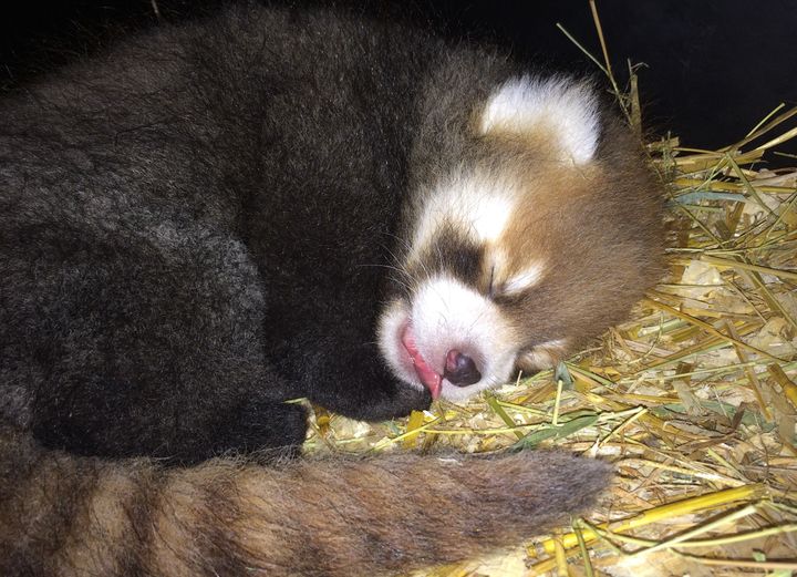 Red panda baby, born June 25, 2017, sleeping in nest box.