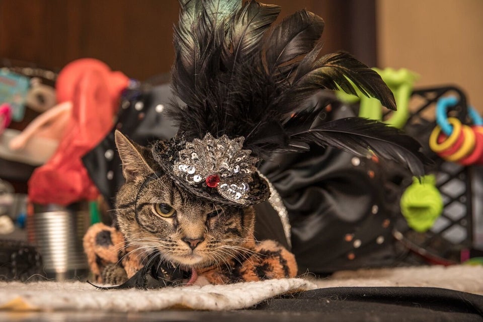 Image result for cat fashion show