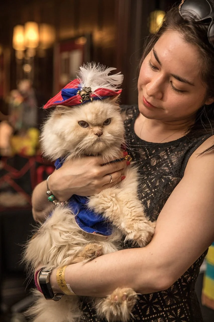 The Algonquin Hotel S Cat Fashion Show Is Paw Sitively Purrfect Huffpost Life Algonquin Cat Fashion Show 2022