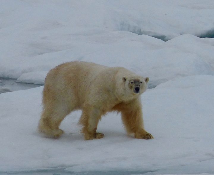 Whales Walruses And Polar Bears In The Russian Far East Huffpost Contributor 3492