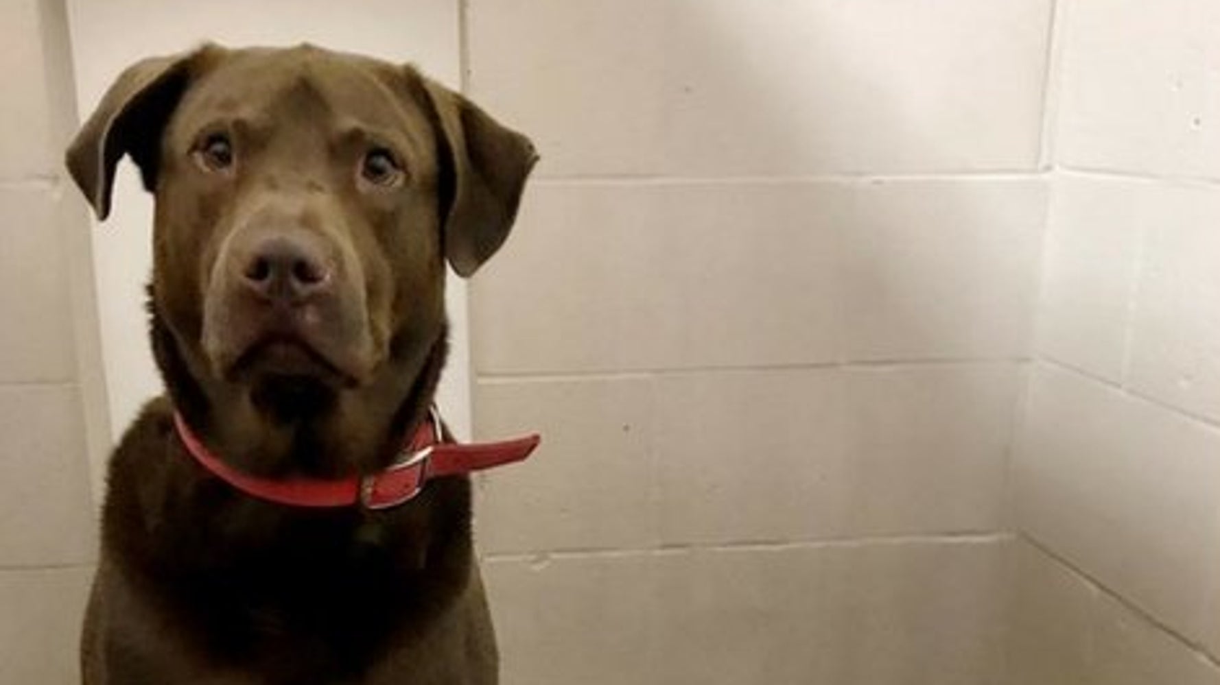 Shelter’s Posts About A ChewedUp Dog Toy Reads Like An Episode Of ‘CSI