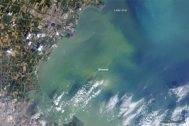 Residents of Toledo, Ohio were unable to use tap water for three days in August 2014 after this harmful algae bloom on Lake Erie contaminated the water with a toxin harmful to humans. (NASA Earth Observatory)