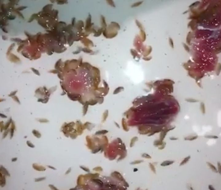 Sam's father Jarrod Kazinay filmed what the creatures did with samples of steak 